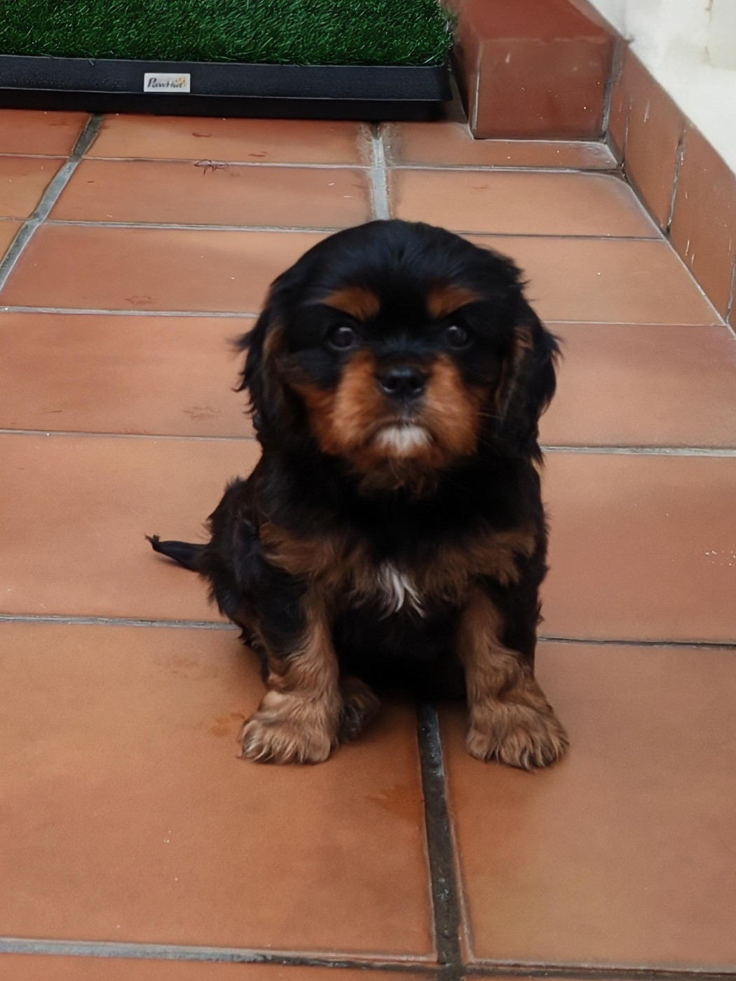 Precioso macho disponible