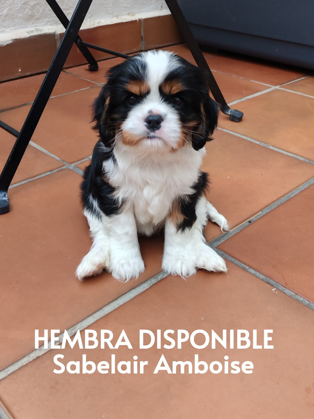 HEMBRA TRICOLOR DISPONIBLE