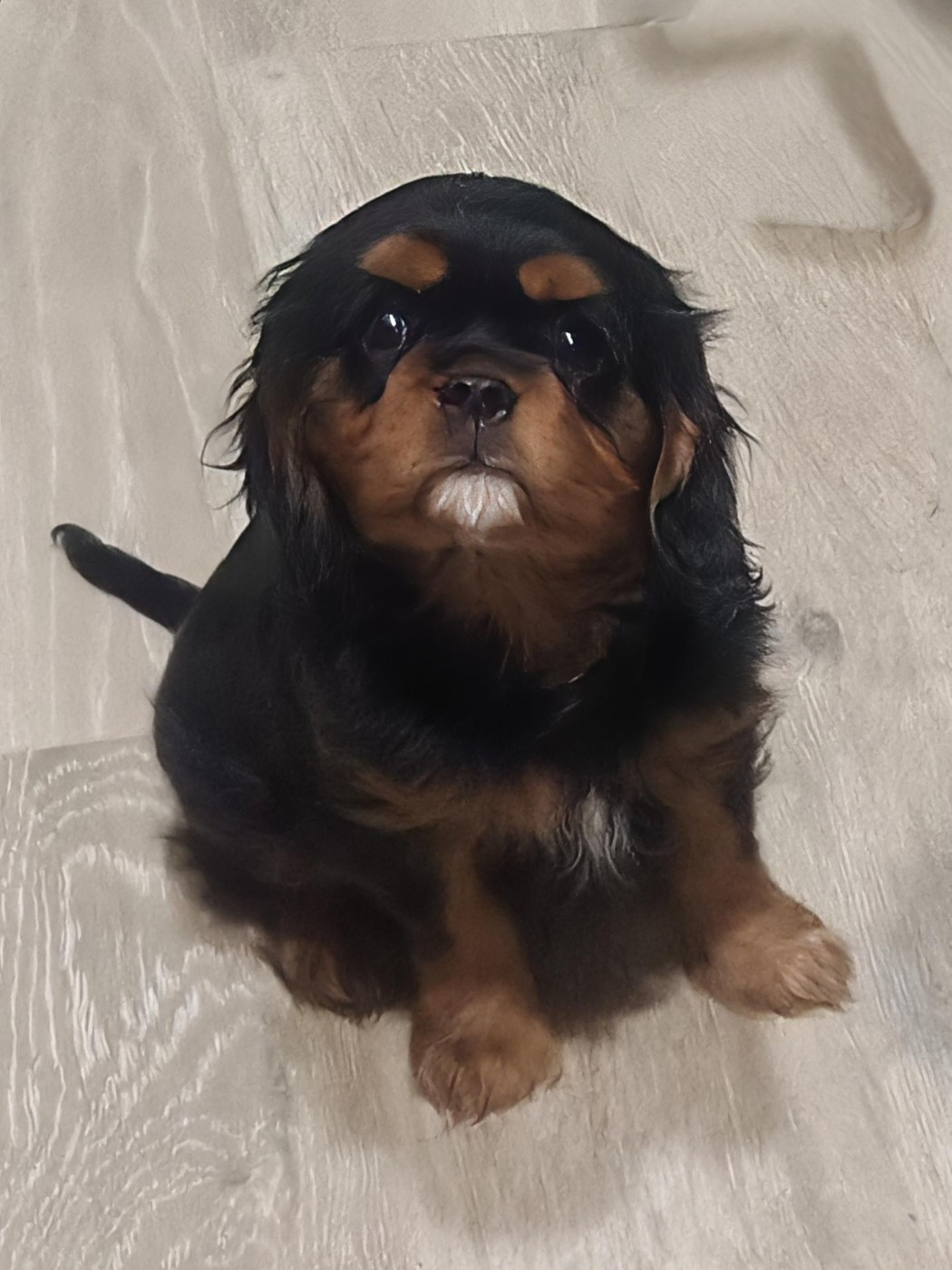 Precioso macho disponible