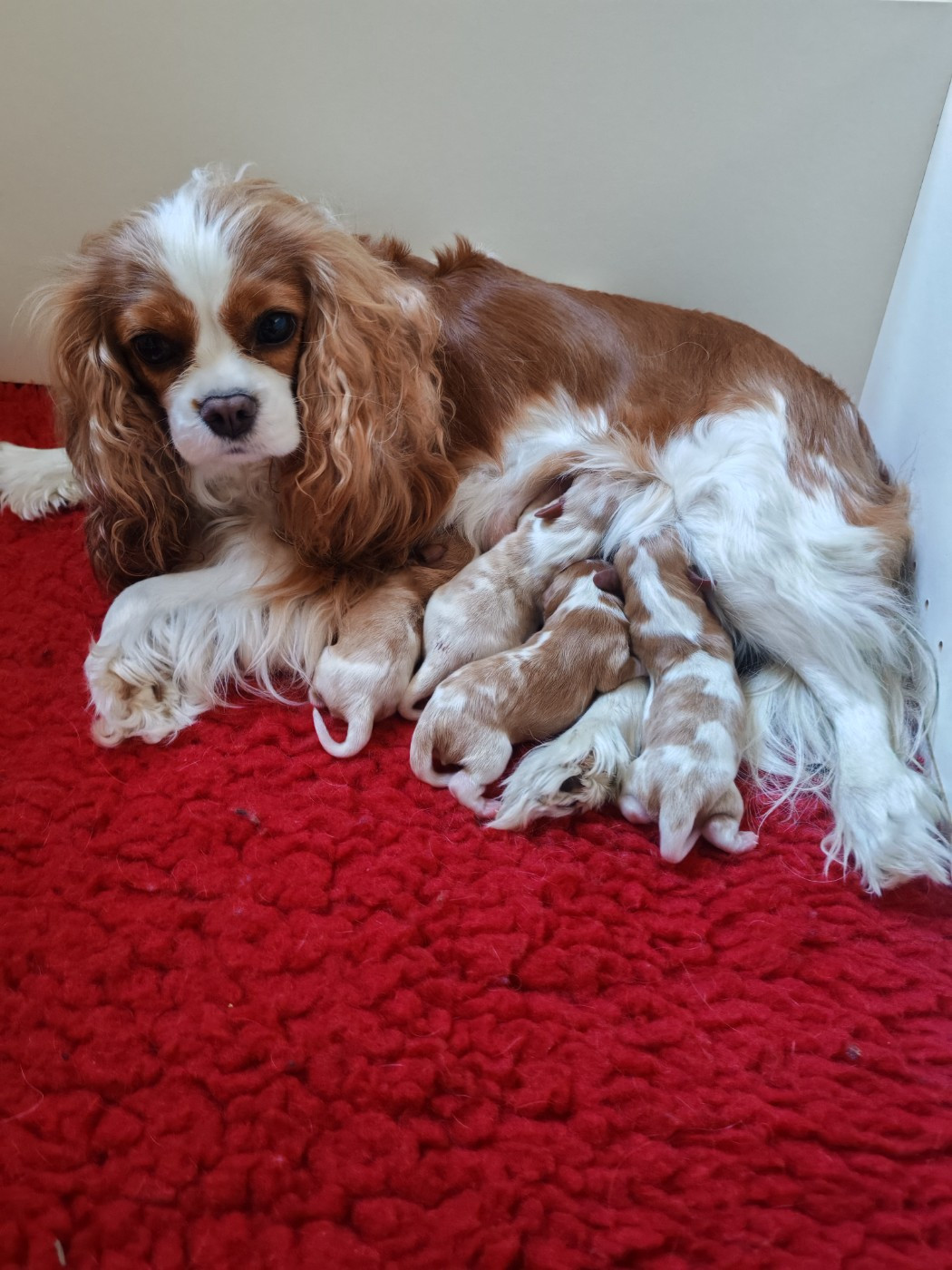 De Vosnabel - TENEMOS CACHORROS!!!