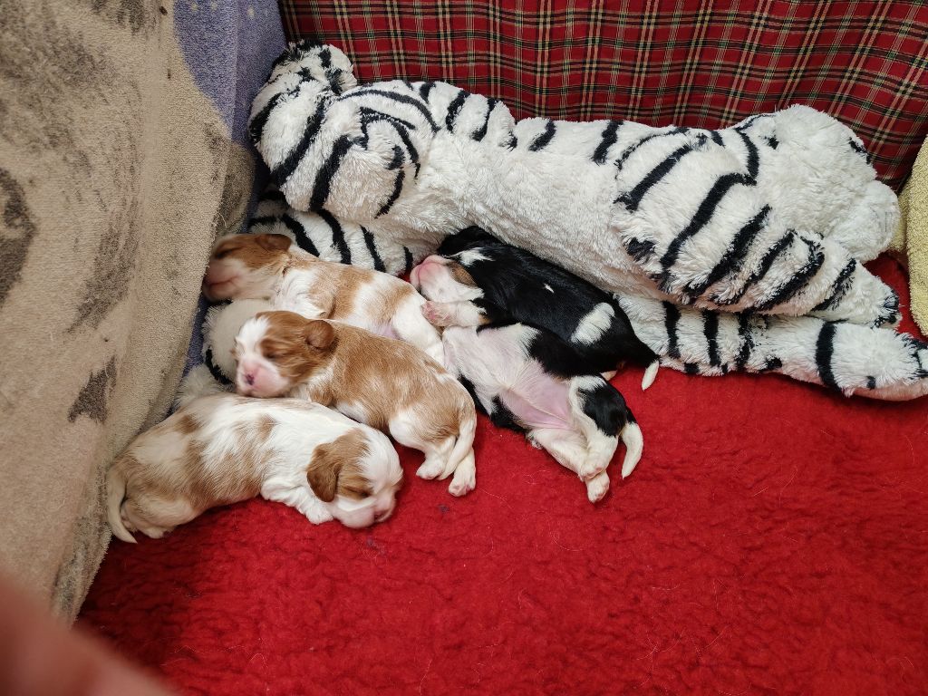 De Vosnabel - NACIERON LOS CACHORROS DE BOHÈME!