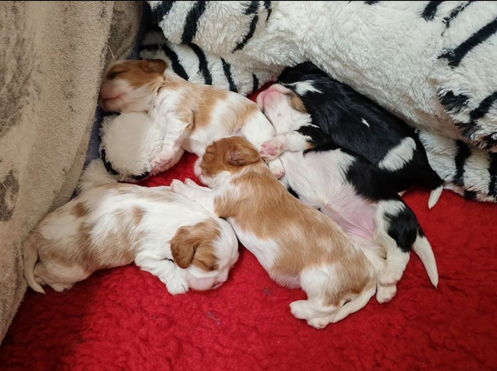 Chiot Cavalier King Charles Spaniel De Vosnabel