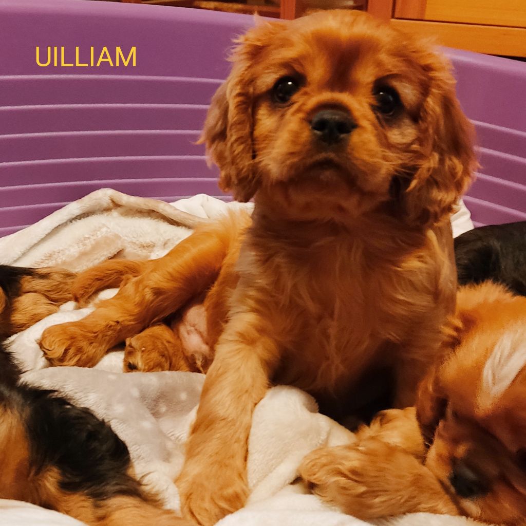 De Vosnabel - Chiots disponibles - Cavalier King Charles Spaniel