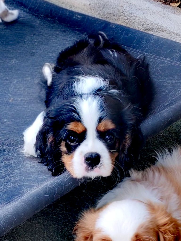 De Vosnabel - Chiots disponibles - Cavalier King Charles Spaniel
